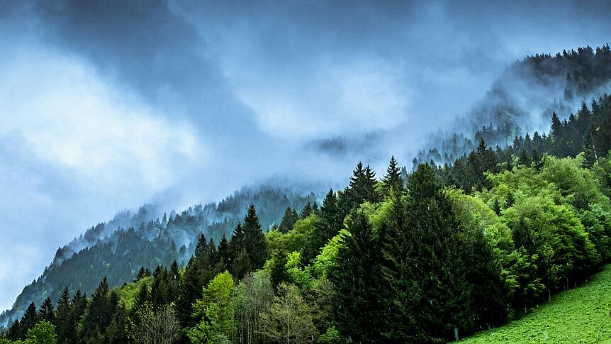 Wald und Himmel